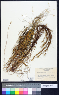 Aristida purpurascens image