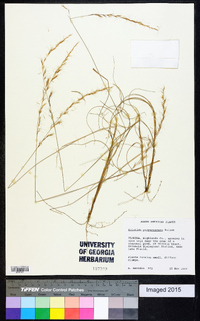 Aristida purpurascens image