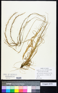 Aristida purpurascens image