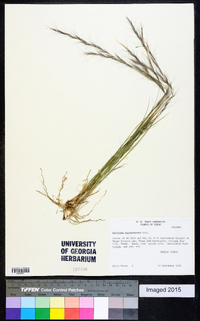 Aristida purpurascens image