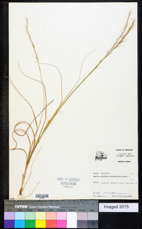 Aristida purpurascens image