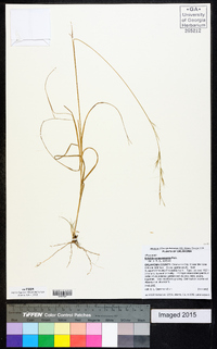 Aristida purpurascens image