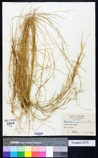 Aristida purpurascens image