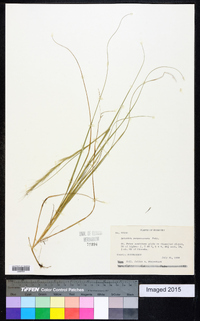 Aristida purpurascens image