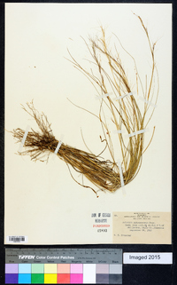 Aristida purpurascens image