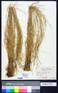 Aristida purpurascens image