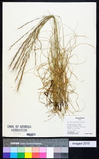 Aristida purpurascens image