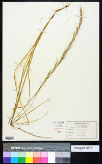 Aristida purpurascens image