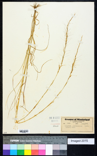 Aristida purpurascens image