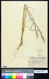 Aristida purpurascens image