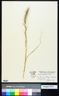 Aristida purpurascens image