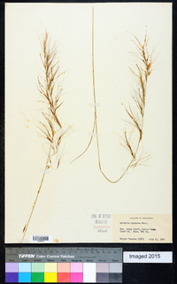 Aristida purpurascens image