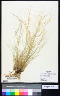 Aristida purpurea var. longiseta image