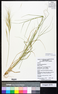 Aristida spiciformis image