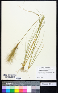 Aristida spiciformis image