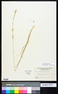 Aristida stricta image