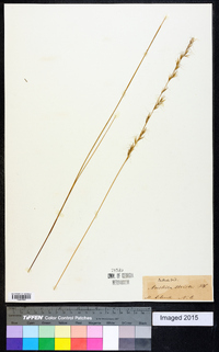 Aristida stricta image