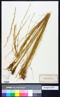 Aristida stricta image