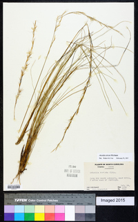 Aristida stricta image