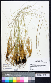 Aristida stricta image