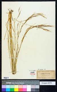 Aristida ternipes image