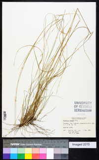 Aristida virgata image