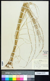 Aristida virgata image