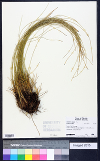 Aristida virgata image