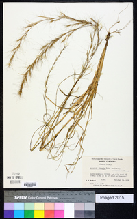 Aristida virgata image