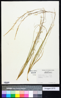 Aristida virgata image