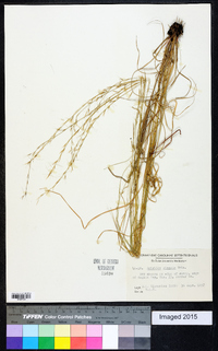 Aristida virgata image