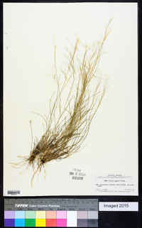 Aristida purpurea var. purpurea image