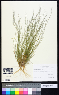 Aristida longespica image