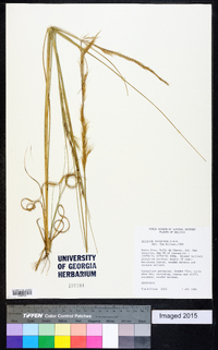 Aristida recurvata image