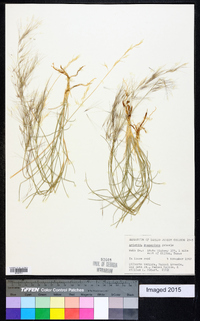 Aristida purpurea var. purpurea image