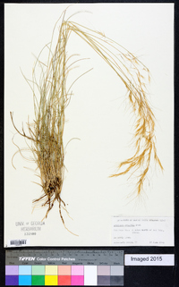 Aristida purpurea var. wrightii image