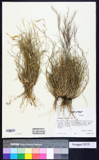 Aristida purpurea var. wrightii image