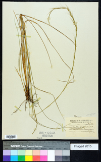 Aristida stricta image