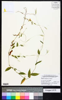 Arthraxon hispidus var. hispidus image