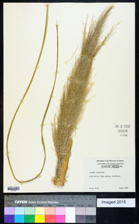 Chionochloa conspicua image