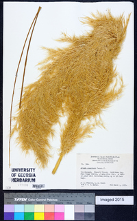 Chionochloa conspicua image