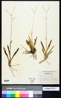 Axonopus furcatus image