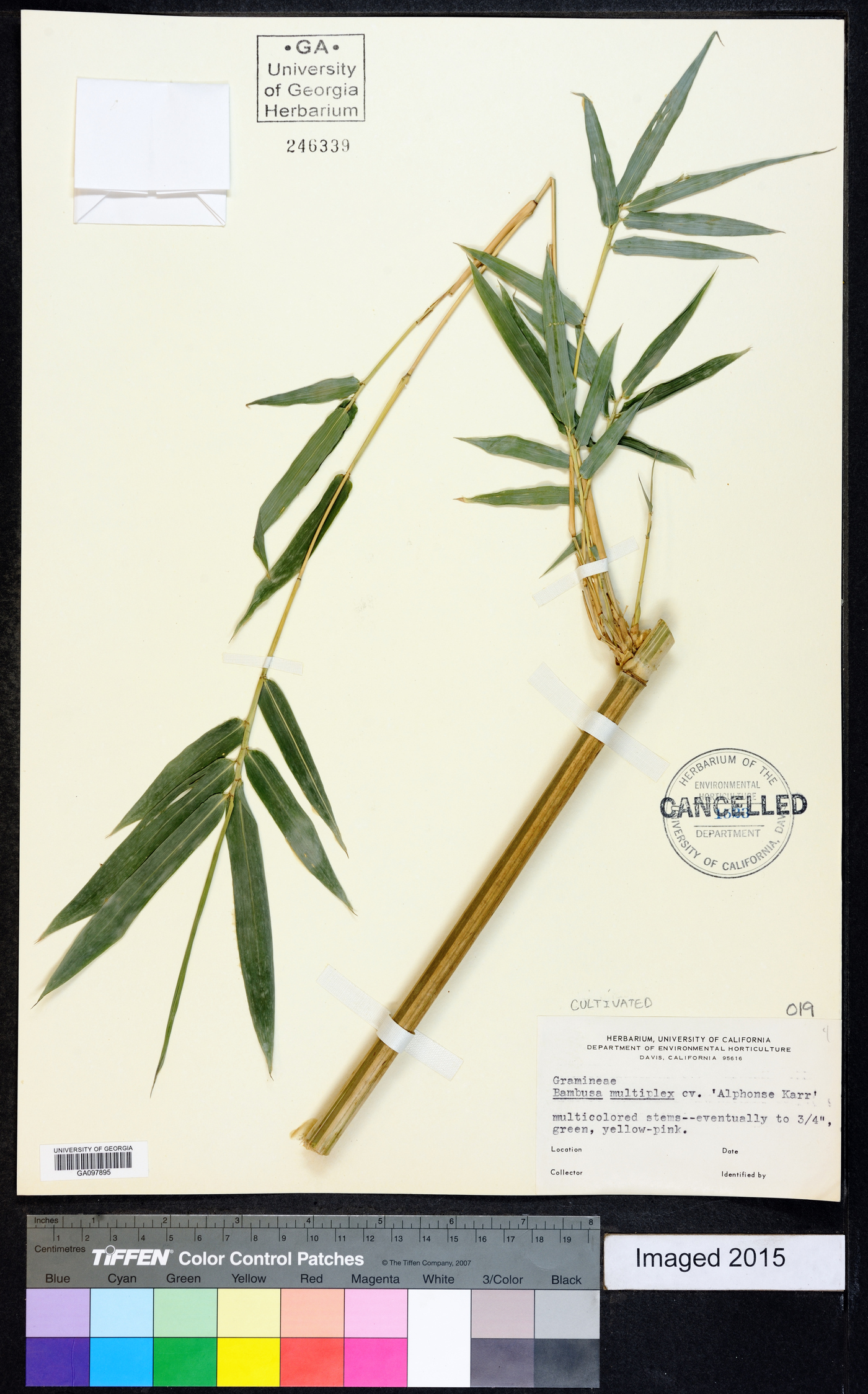 Bambusa multiplex image