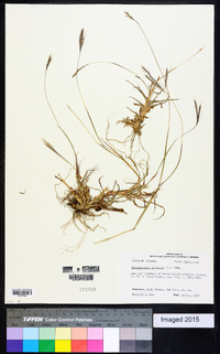 Bothriochloa ischaemum image