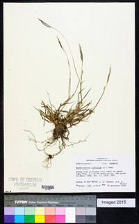 Bothriochloa ischaemum image