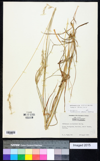 Bothriochloa laguroides subsp. torreyana image