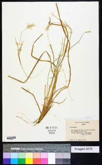 Bothriochloa saccharoides image