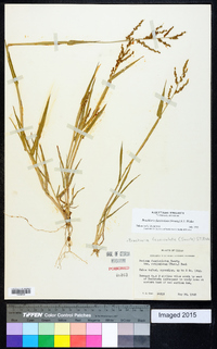 Urochloa fusca image