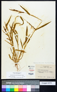 Urochloa fusca image