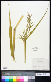 Urochloa mutica image